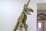 【画像】17世紀に発見されたユニコーンの化石がこちら