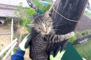 【動画】電柱のてっぺんに登ってしまったネコちゃんに降り方を教える優しい男。
