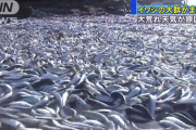 イワシか？大量の死骸4キロに渡って沖に浮く　ﾔﾌｺﾒ「巨大地震前は鰯が大漁」  [12/12]