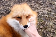 【動画】キツネの笑い声が可愛いと話題に