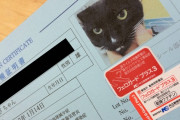 写真つきのねこのワクチン接種証明書【再】