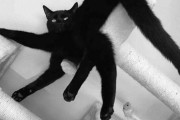 外国人「うちの猫がとんでもないポーズをしてるので見てくれｗｗｗｗ」
