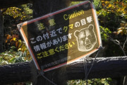 秋田市仁井田で捕まったクマ、殺処分へ