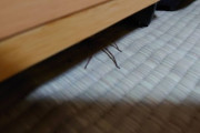 ワイくんの部屋、巨大蜘蛛が発生（※画像あり）