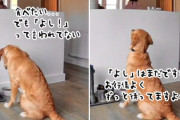 早く気づいてあげて！「よし」の合図がでるまで待ち続ける犬に心がギュっとなる