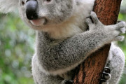 動物園のコアラさん、体重を計測されて何ともいえない表情を浮かべてしまう…