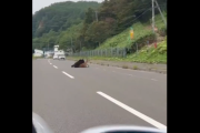 【悲報】 北海道のシカさん、道路でヒグマに襲われる。これ人間だと考えたら怖すぎ…