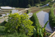 海外「緑と水と水車小屋」樫原の棚田・徳島に癒される