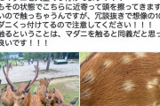 【悲報】奈良公園の鹿、体中マダニだらけだと話題に