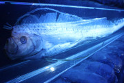 【東海地震】静岡では見慣れない深海魚「リュウグウノツカイ」が生きたまま発見されてしまう