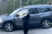 車のドアを開けて乗り込んでしまうヒグマを見て大喜びな人たちｗｗｗ