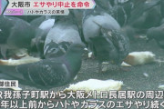数人の餌やりグループが数百羽のハトやカラスを集める　大阪市が中止命令、刑事告発も視野に