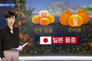 【パクリ】韓国で栽培された日本の『高級みかん』無断栽培の末路→約5億円相当のみかんが出荷停止、市場に出回った分に日本からロイヤルティ請求
