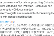 【速報】頂上決戦迫る。中国さん、イナゴ4000億匹に対し訓練されたアヒル10万羽を動員