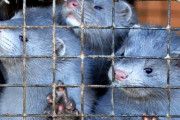 ミンクから新型コロナウイルスが感染か　1700万匹を殺処分へ