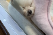 【画像多め】寝顔がとんでもないイッヌさん、発見されるwwwwｸﾞｯｽﾘ~