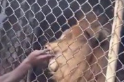 海外「【閲覧注意】檻越しにライオンを挑発して指を噛まれる男」
