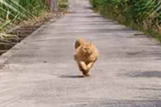 ネコがこっちに走ってきた。モフモフが全力でダッシュ！ → 毛玉、交通事故です…
