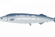 秋刀魚１尾248円