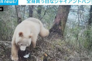 【画像】価値を失ったパンダ見つかる