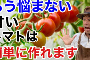 【朗報】投資「年利5%くらいです」ミニトマトの苗「庭で可愛がって育てたら利回り10000%相当です」