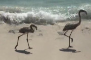 【動画】波打ち際を歩いていた鳥さんが油断する