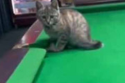 ネコがいればあなたも上級者？ ボールがころころ～♪→ ビリヤードで猫はこうします…