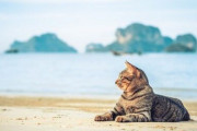 「猫の島」として知られる福岡の離島で地域猫が激減→毒餌を撒いて殺傷していた80代男性を書類送検・・・