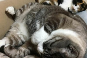 【ねこ画像】気持ち良さそうにお昼寝する猫さん…飼い主さんは動けなくて困っているようですがwww