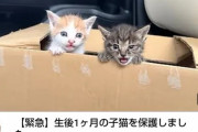 【画像】もちまる日記、もうもちまる日記じゃなくなるｗｗｗｗｗ