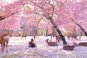 海外「日本では健康危機で観光客が激減した結果、鹿たちは満開の桜を楽しんでいるようだ！」