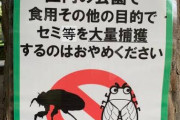 【画像】日本人にセミがうまいとバレた結果、公園がグルメ会場に