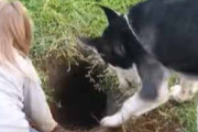 子イヌと女の子が庭で遊んでいた。地面には穴があいている → 子犬はこうしちゃう…
