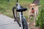 イヌは外で待っていた。いっしょに自転車に乗って出発だ！ → と思ったら…