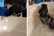 好奇心旺盛な猫、ご主人の入浴中に誤ってバスタブに足を滑らす