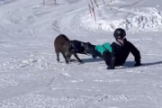 海外「ただ遊びたかっただけなのだ…もし本気ならめちゃくちゃになってたよ」スノーボーダーが襲われる衝撃映像（海外の反応）