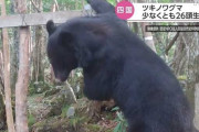 絶滅したとされる四国のツキノワグマについて、少なくとも26頭が生息しているとの調査結果を発表