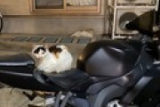 【たすけて】近所のノラネコが勝手にワイのバイクに乗るのをやめさせたい（※画像あり）