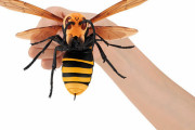 【画像あり】　オオスズメバチ、フィギュア化
