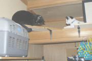 天袋の掃除をして空にしたらねこが部屋の鴨居１週渡してあるキャットウォークから天袋に入って、自分達の部屋状態にしてくれてる【再】