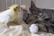 突っついてくるオカメインコと暮らして約10年、もはや寝ていても相手に出来る境地に達した猫ちゃん