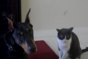ネッコ「なんやこいつ！ぱんち?！」イッヌ「なんやこいつ！パンチ返し?」←二匹は仲良し。