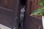 【ネコ】 ドアが少し開いていた。お外に出たい！ → 猫はこうなる…