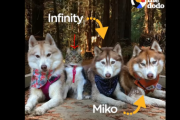 この可愛すぎるネコちゃんが...ハスキー犬達のリーダー！ 海外の反応