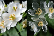 【日本】水に濡れると透明になる花、美しい（画像あり）