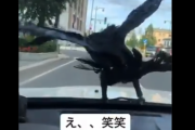 【動画】カラスさん、車を使って新しい遊びを発見してしまう