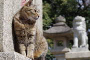 【ねこ画像】お寺のねこ、お外のねこ ほか