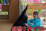 【日向坂46】日向坂と猿の相性が悪すぎるｗｗｗｗｗｗｗｗｗ