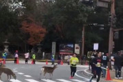 【動画】「こんなマラソンは奈良マラソンだけ」道の真ん中でマラソン観戦する鹿の群れが可愛いｗｗｗｗｗｗ