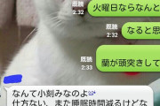 姉とLINEで会話してたらねこが超頭突き攻撃で手の動きを阻んだ上に肉球で送信ボタンを押しなさって会話にならない…【再】